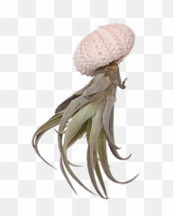 Airplant Tillandsia - Tentacles Octopus Png,Tentacles Png