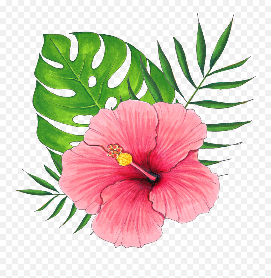 Download Hand Painted A Hibiscus Flower - Pink Hibiscus Flower Png,Hibiscus Flower Png