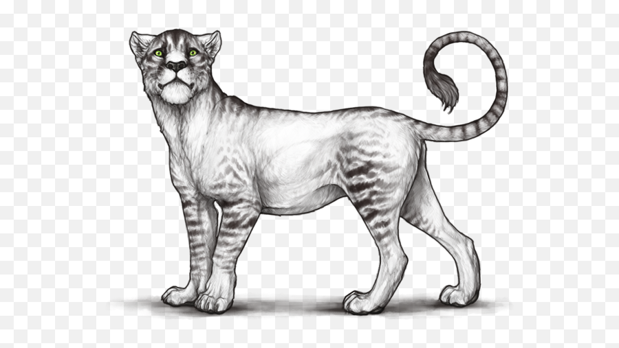 Lioden Wiki Special Markings - Cheetah Tiger Hybrid Real Png,Noctis Png