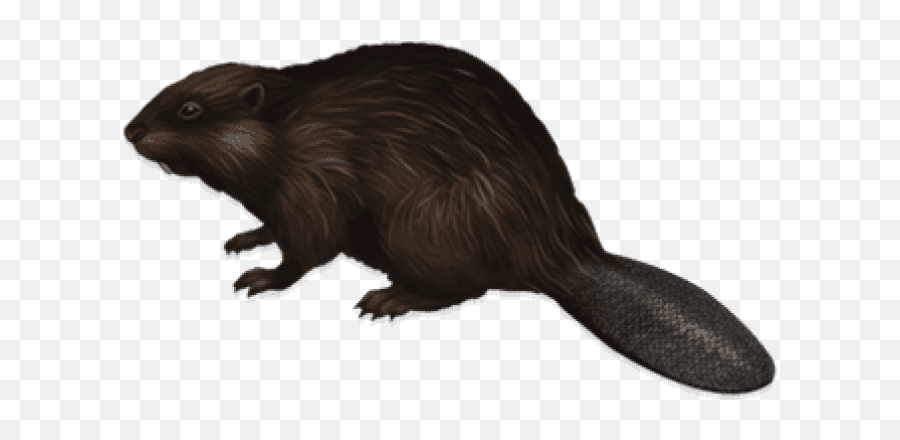 Beaver PNG Images (Transparent HD Photo Clipart) Photo clipart, Png images, Beav