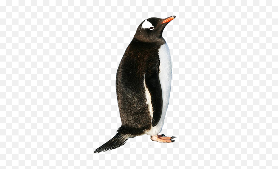 Penguin Picture Download 19565 - Free Icons And Png Backgrounds Realistic Penguins Clipart,Penguin Transparent