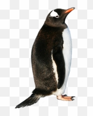 Penguin Picture Download 19565 - Free Icons and PNG Backgrounds Realistic Penguins Clipart