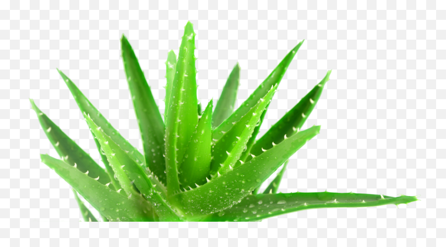 Download Aloe Vera Wallpaper - Aloe Vera Plant Png,Aloe Vera Png - free  transparent png images 