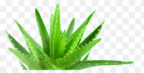 Download Aloe Vera Wallpaper - Plant Png