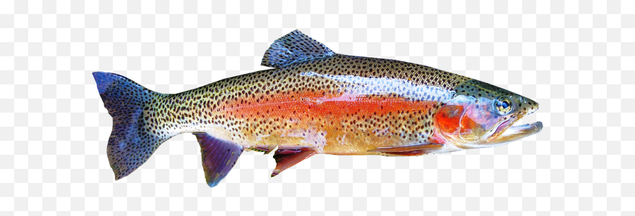 Rainbow Trout - Rainbow Trout Transparent Background Png,Trout Png