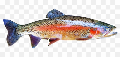 Rainbow Trout - Rainbow Trout Transparent Background Png,Trout Png