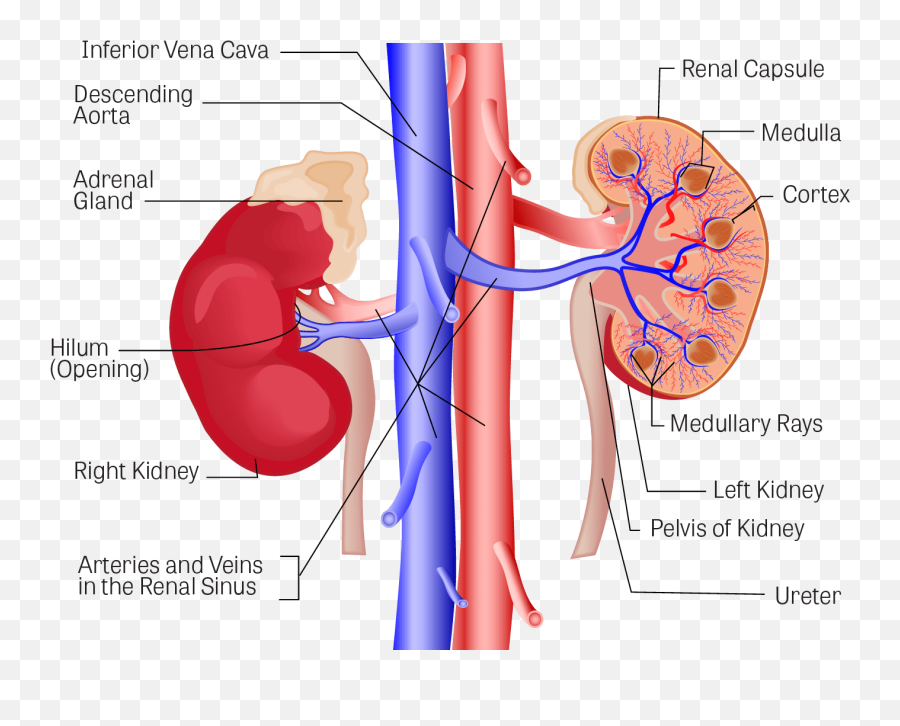 Download Illustration Of The Kidneys - Diagram Of Left And Right Kidney Png,Kidney Png