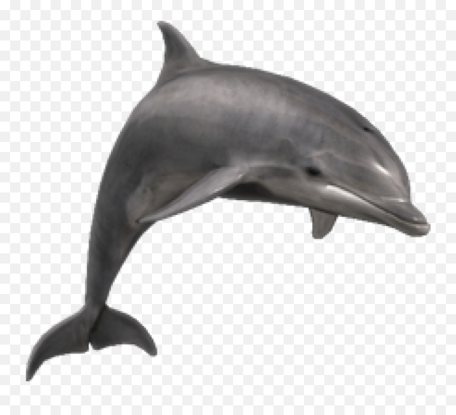 Jumpnig Dolphin Png Transparent Image - Bottlenose Dolphin Png,Dolphin Transparent Background