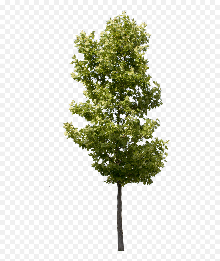 Plane Tree - Deciduous Tree Png,Png Trees For Photoshop