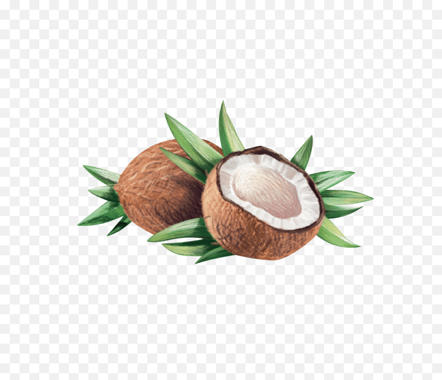 Coconut Clipart Seed - Virgin Coconut Oil Logo Virgin Coconut Oil Logo Png,Coconut Transparent