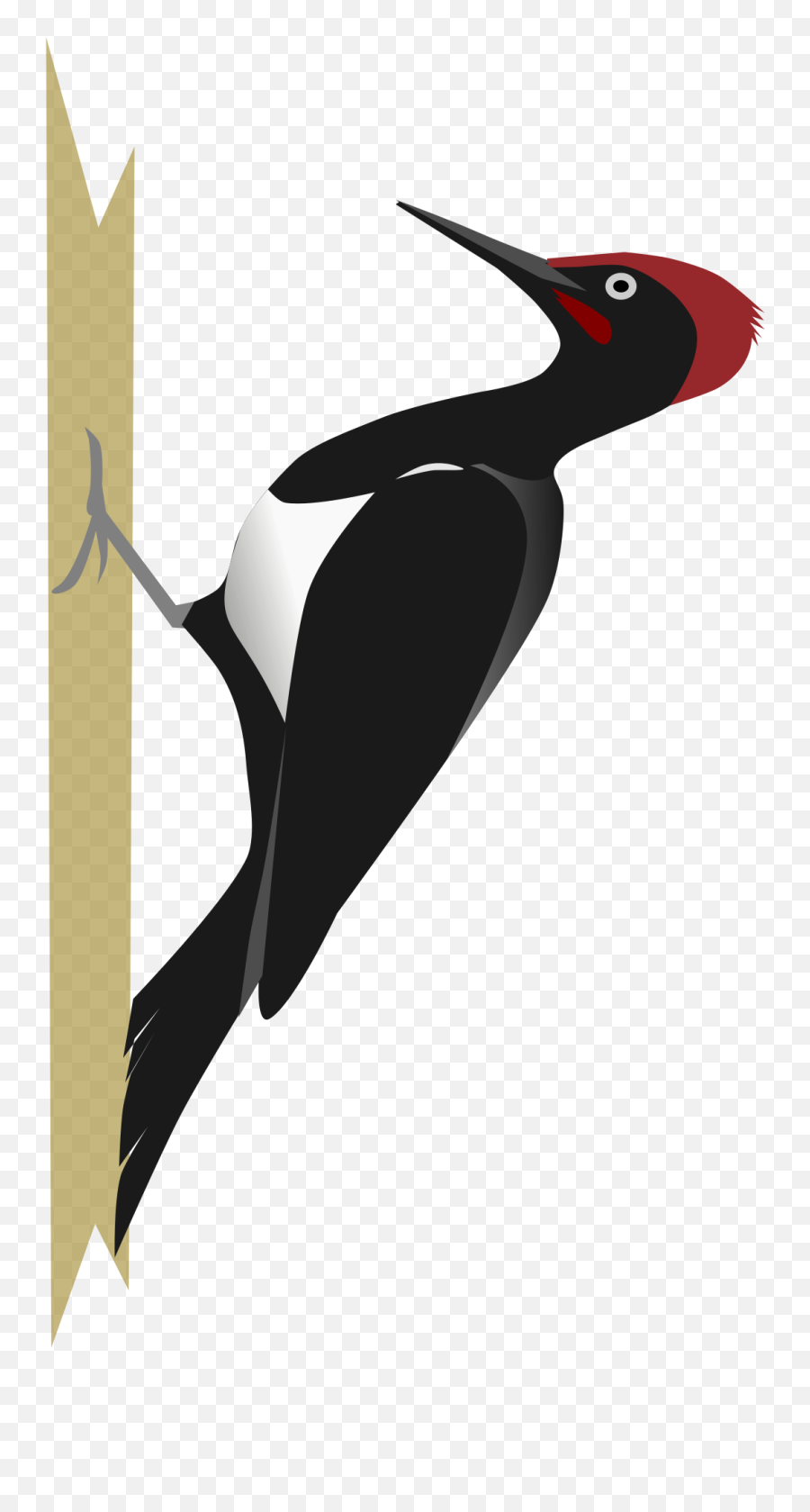 Woodpecker Png Images Free Download - Woodpecker Png,Woodpecker Png