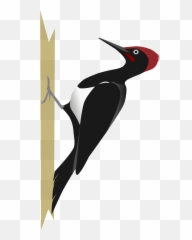 Woodpecker Png Images Free Download - Woodpecker Png,Woodpecker Png