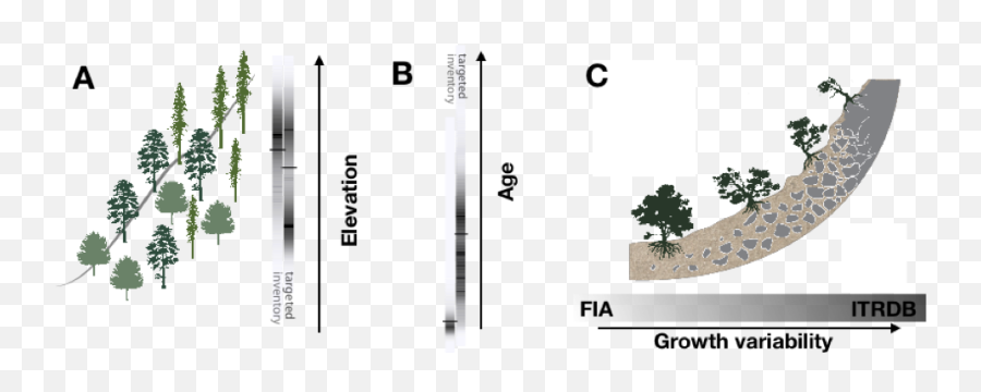 How We Sample Trees Influences Our Assessment Of Climate - Statistical Graphics Png,Tree Elevation Png