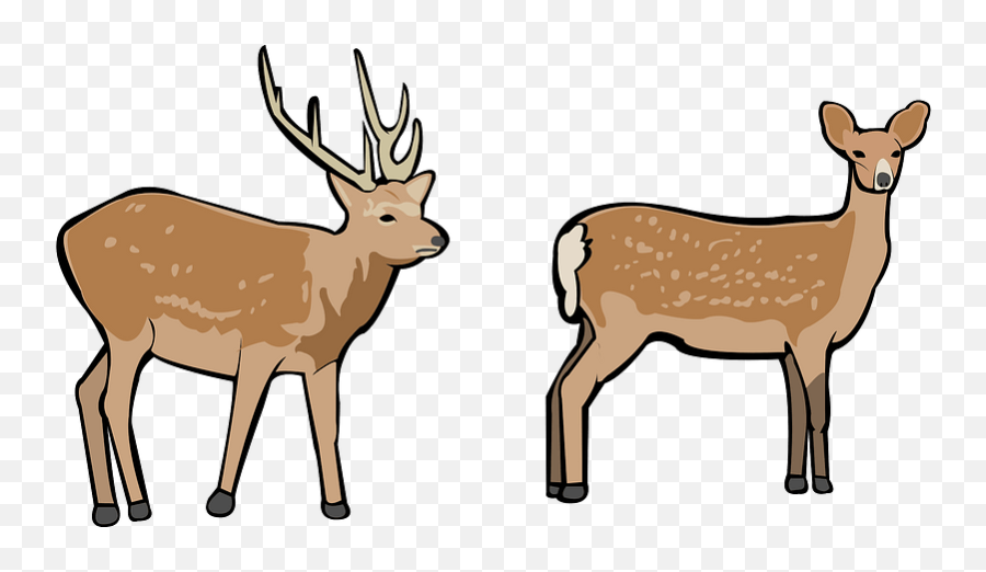 Deer - Animal Figure Png,Doe Png