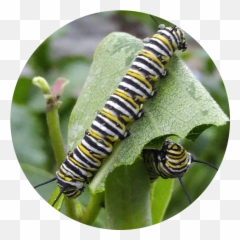 Canadian Wildlife Federation Help The Monarchs - Parasitism png