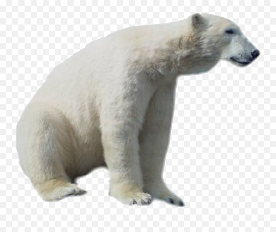 Download Polar Bear Png Hd - Polar Bear Hd Png,Polar Bear Png