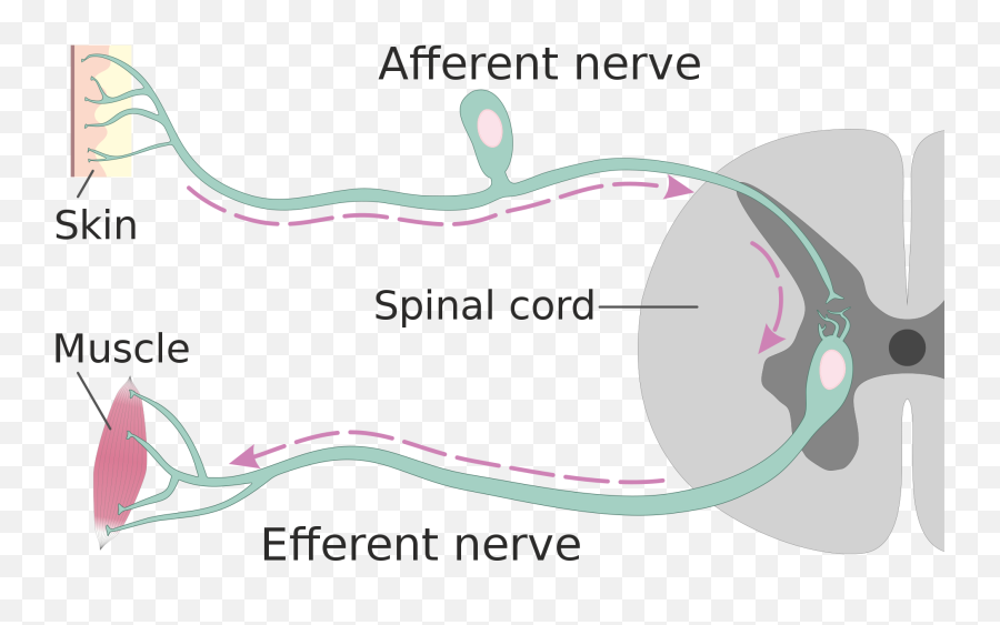 86 Peripheral Nervous System U2013 Human Biology - Afferent Extension Nerve Png,Nervous System Icon