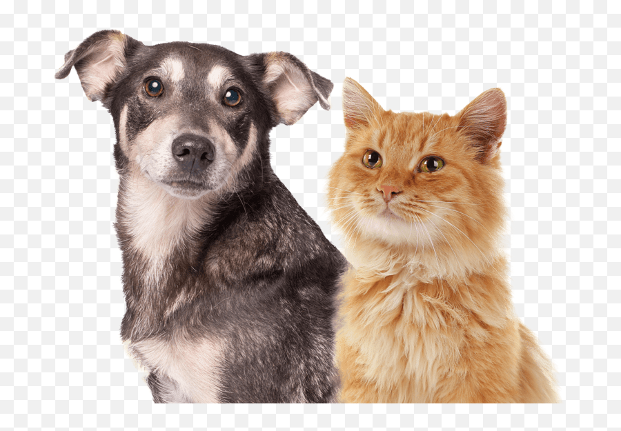Pet Insurance Cover And Quotes Everypaw - Oliver Kocúr Ktorý Zachránil Vianoce Png,Platinum Cats Vs Dogs Icon
