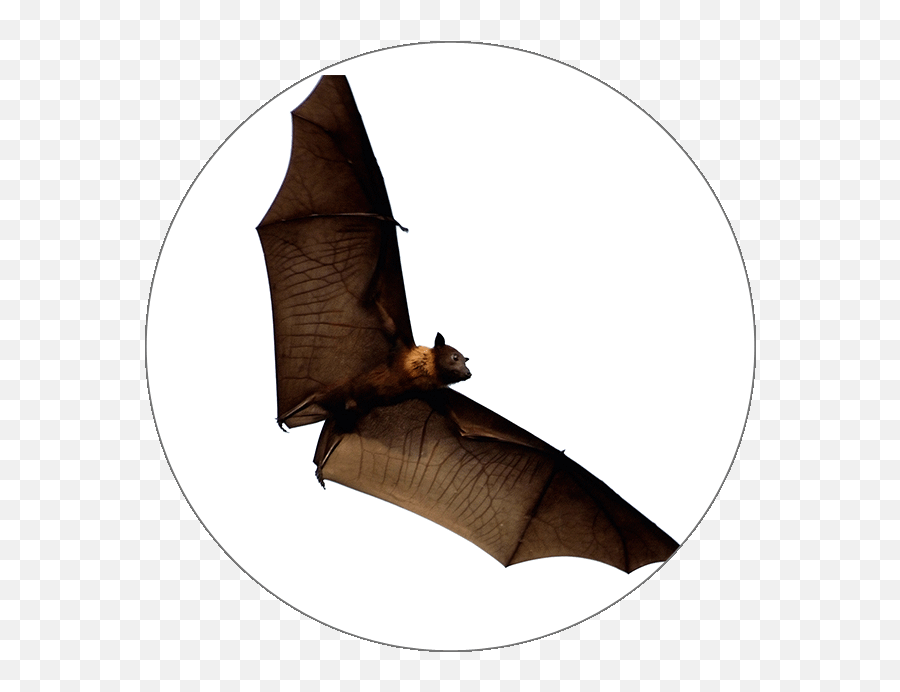 Animals - Bat Png,Simple Bat Icon