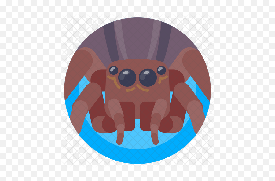 Spider Icon - Bug Avatar Png,Hermit Crab Flat Icon