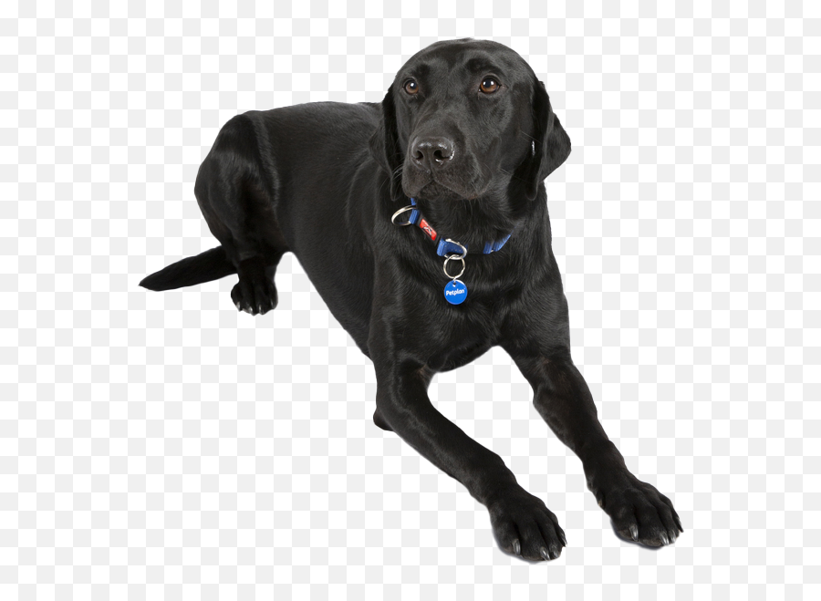 Labrador Temperament Lifespan Grooming Training Petplan - Black German Shepherd And Black Labrador Png,Labrador Icon
