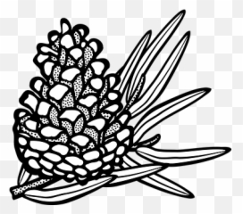 30 Free Pine Cone U0026 Vectors - Conifers Clipart Black And White png