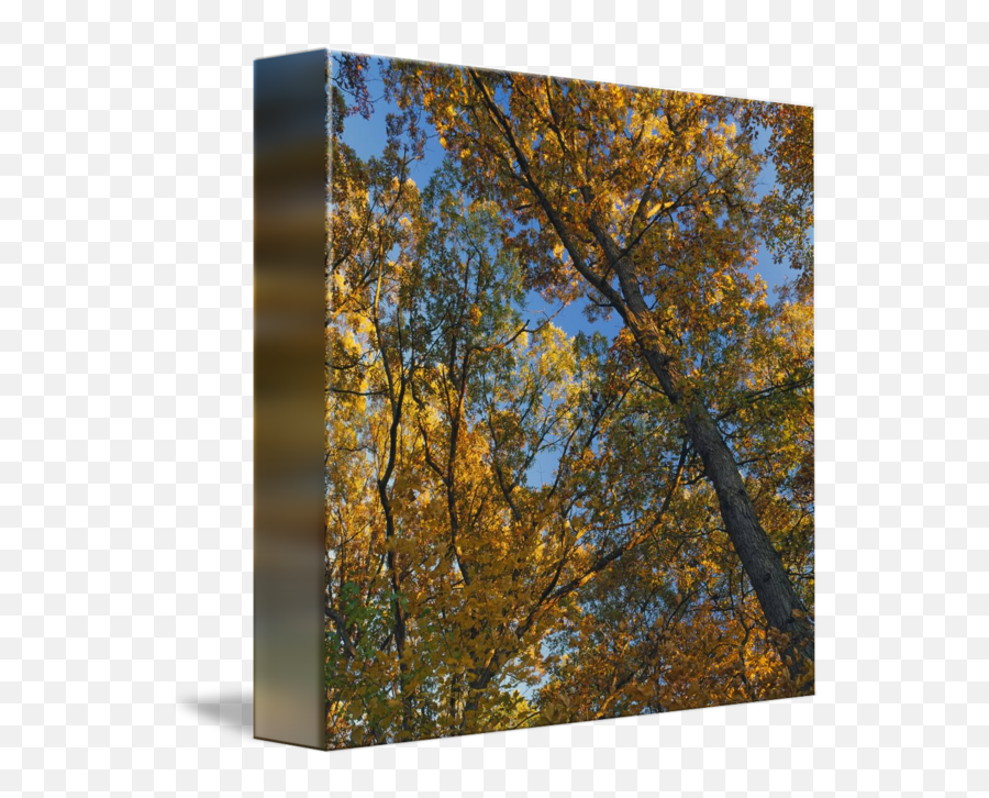 Low Angle View Of Autumn Color Tree - Birch Png,Tree Canopy Png