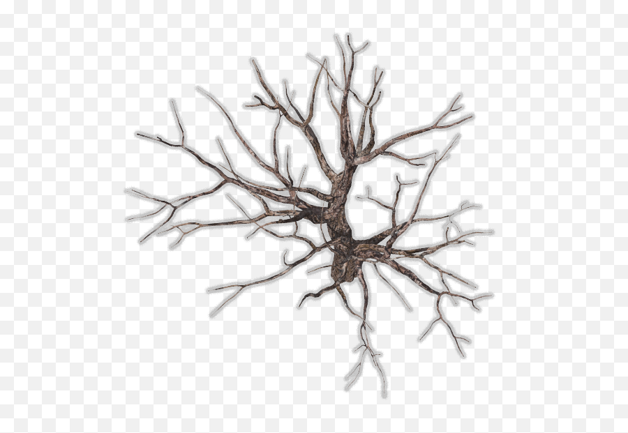 Download Bare Tree Png - Tree Branch Top View Png,Tree Top View Png