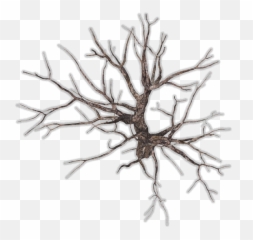 Download Bare Tree Png - Branch Top View