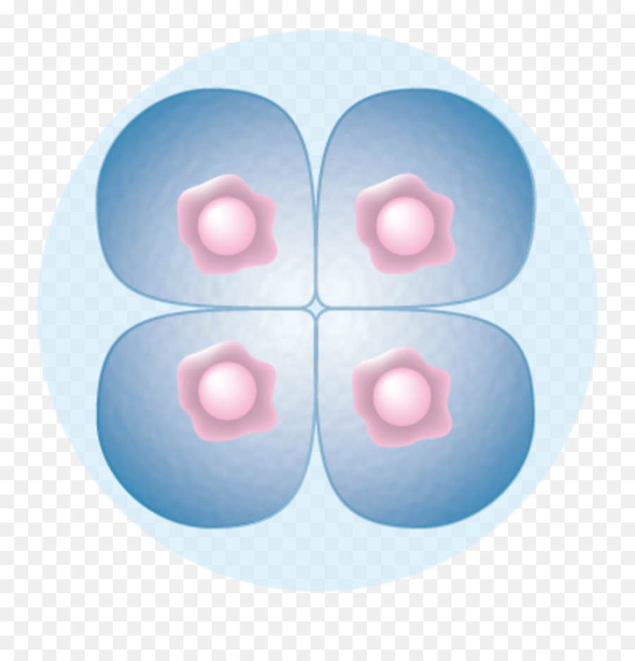 File4 - Cell Stage Embryopng Wikimedia Commons 4 Cell Stage Embryo,Stage Png
