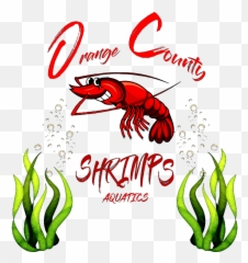 Exotic Shrimp Dealer Oc Shrimps - Shrimp Png,Shrimp Png