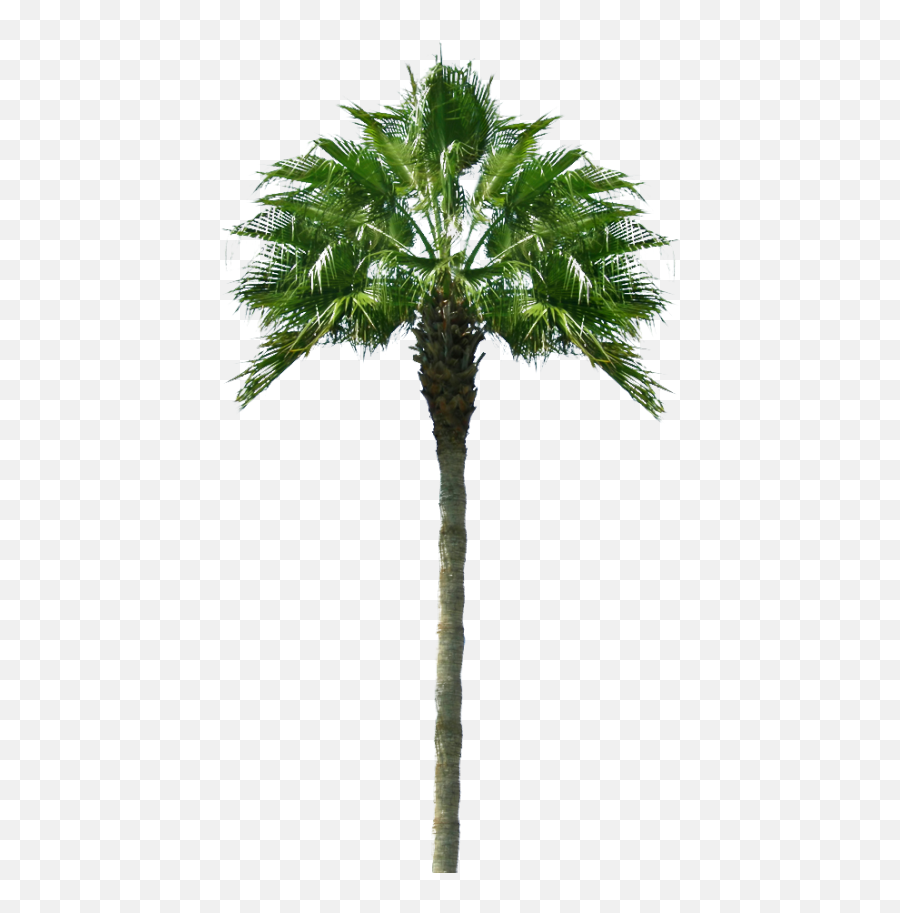 Palmeras Png 3d 1 Image - Palm Tree,Palmeras Png