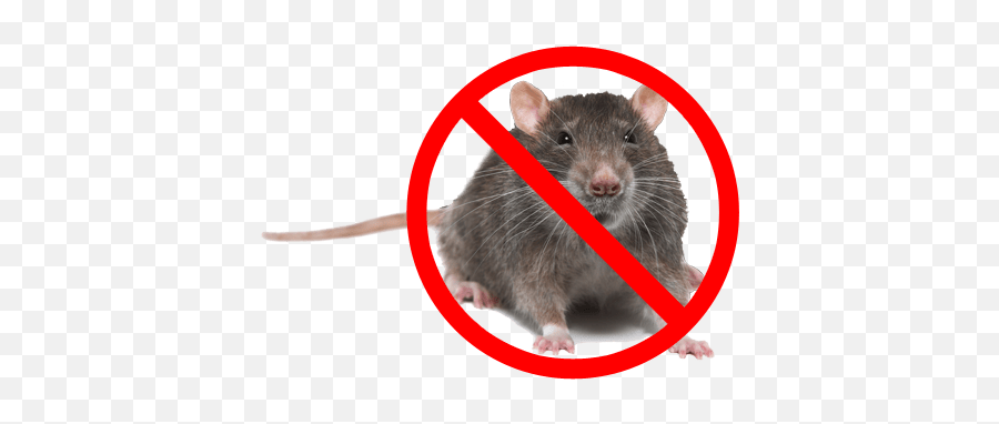 6 Ways To Make Your Home Mouse - Free Paulu0027s Aaa Pest Control Giant Rat Who Makes All Of The Rules Png,Mice Png