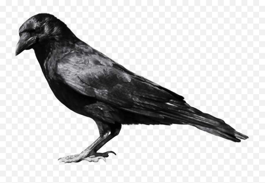 Black Crow Sideview Transparent Png - Crow Png,Crow Transparent