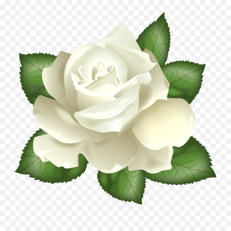 White Rose Transparent Png Clip Art Roses