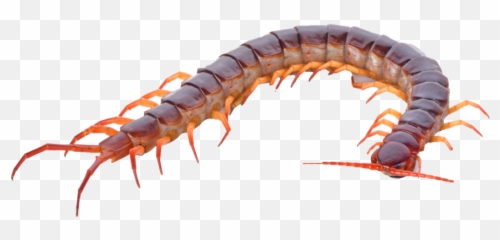 Millepede Executive Business Alliance Png Centipede