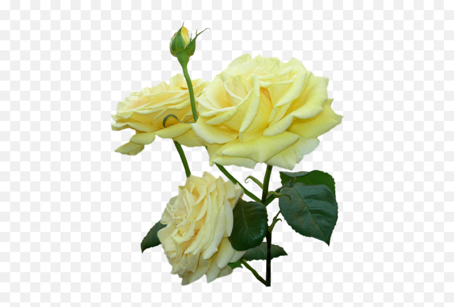 Flower Clip Art - Mensagem De Boa Noite Com Rosas Png,Yellow Rose Transparent