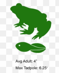 Permanent Rivers River Clipart - Toad 543x900 Png Clip Art,Toad Png