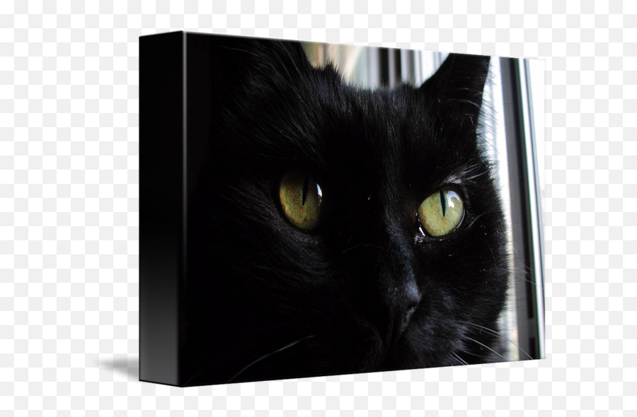 Cat Eyes By David Ramos - Black Cat Png,Cat Eyes Png
