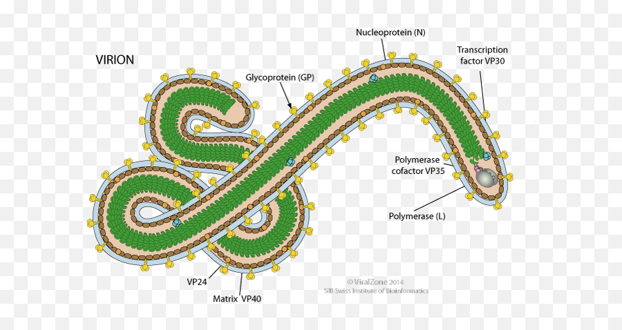 Ebola Viruspng - Silverbirdtv Ebola Virus Structure,Virus Png