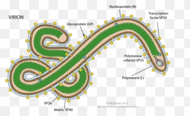 Ebola Viruspng - Silverbirdtv Ebola Virus Structure,Virus Png
