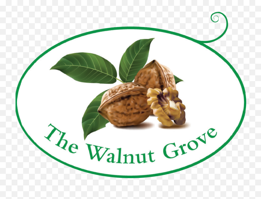 The Walnut Grove - Nuts Vector Png,Walnuts Png