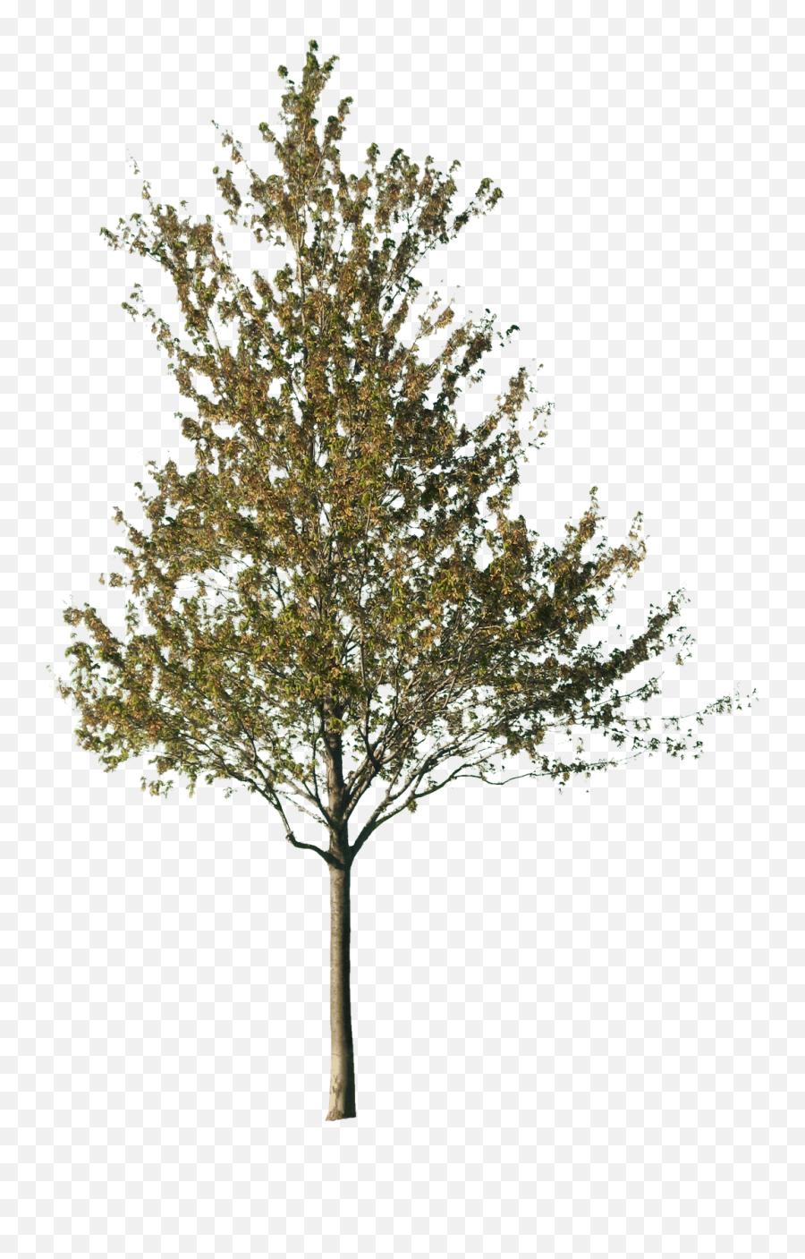 Cut Out Trees Transparent U0026 Png Clipart Free Download - Ywd Tree Cut Out Png,Transparent Trees