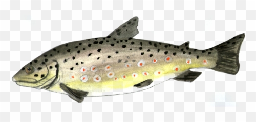 Trout Fish - Wobbler Forelle Png,Trout Png