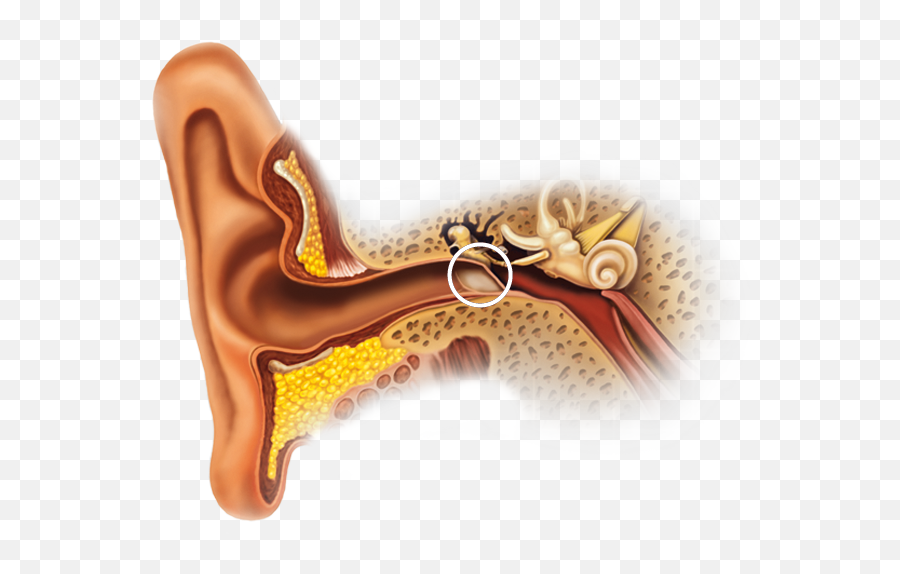 A - Oido Interno Png,Ear Transparent