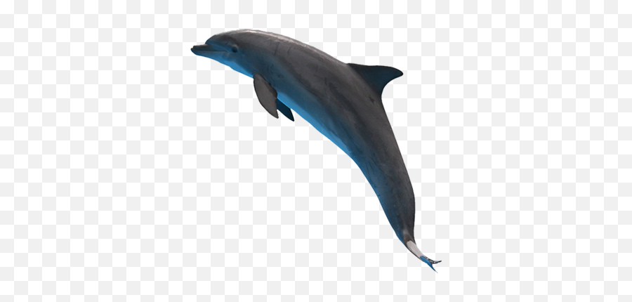 Png Dolphin 3 Image - Dolphin With Invisible Background,Dolphin Transparent Background