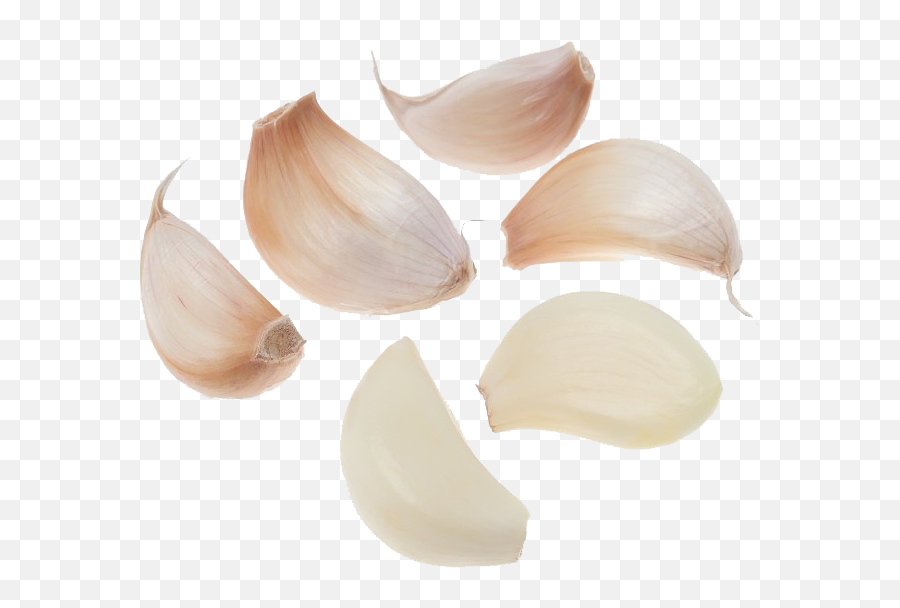 Garlic Png - Herbs For Staphylococcus Aureus,Garlic Png