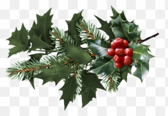 Christmas Holly Plant Leaf For - Transparent Png