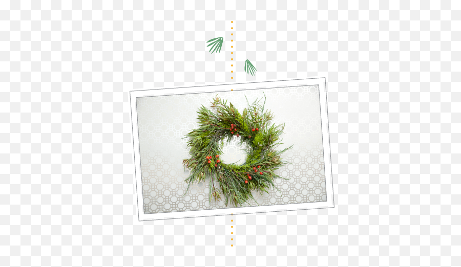 Holiday Wreath Using Plants From - Juniper Png,Holiday Wreath Png