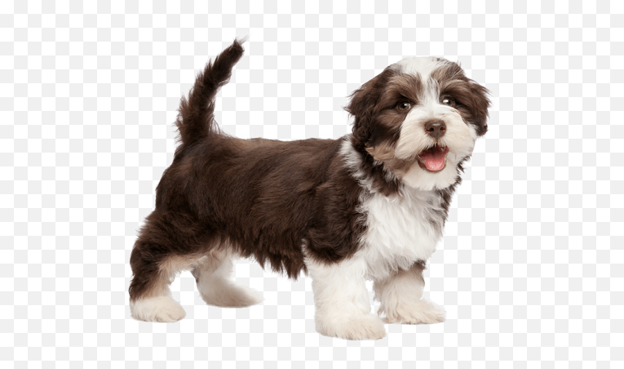 Havanese Dog Breed Facts And Information - Wag Dog Walking Havanese Dog Png,Lol Cat/dog Icon